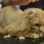 Essential Insurance for Your Pet Care Business, insureamerica.online