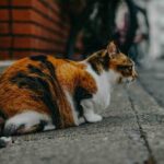 Spot Pet Insurance Pros and Cons Explained